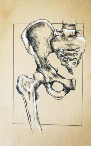 pelvis